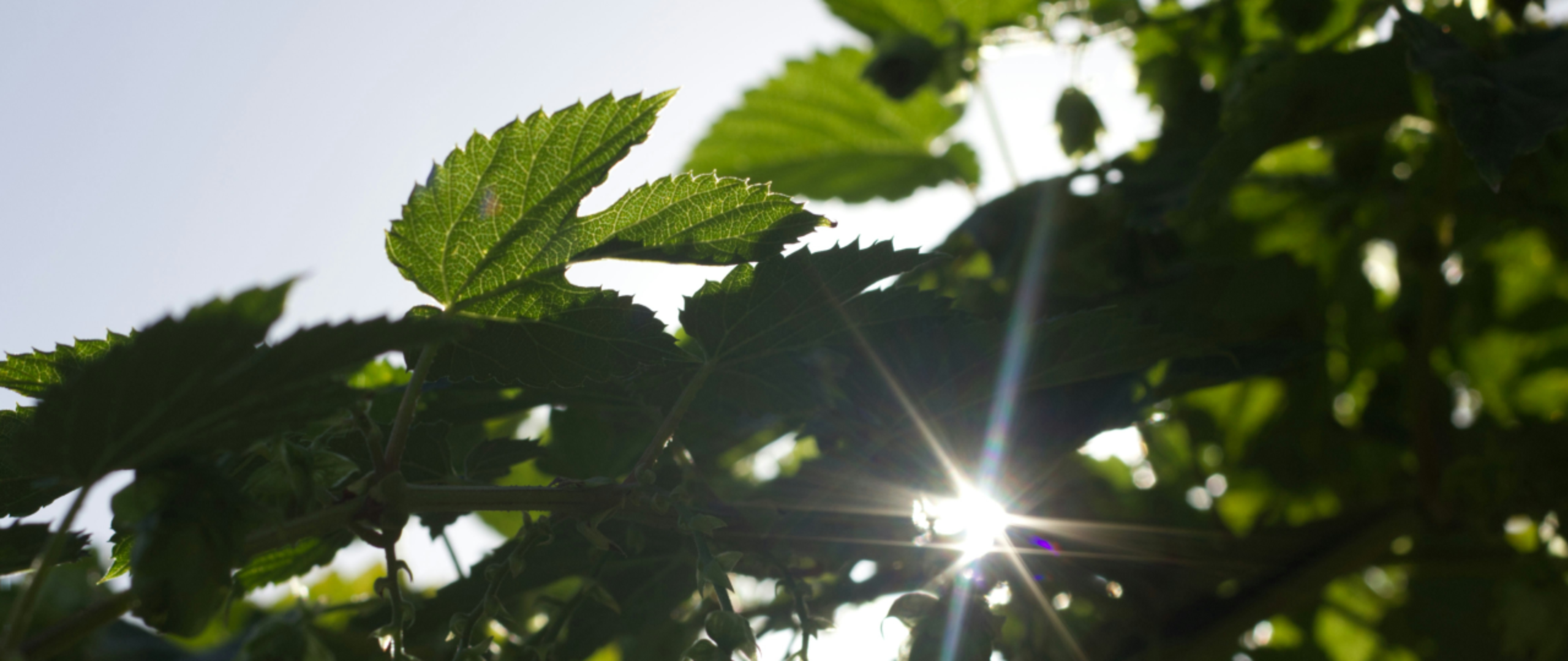 Sustainability